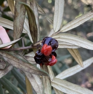 Pittosporum bicolor at Harolds Cross, NSW - 21 May 2023 10:48 AM