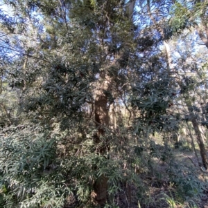 Pittosporum bicolor at Harolds Cross, NSW - 21 May 2023 10:48 AM