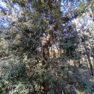 Pittosporum bicolor at Harolds Cross, NSW - 21 May 2023