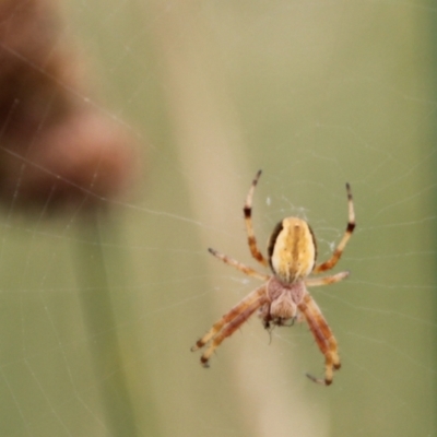 Unidentified Spider (Araneae) at Urila, NSW - 11 Jan 2022 by Milobear