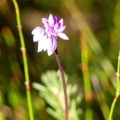 Sowerbaea juncea (Vanilla Lily) at Budderoo, NSW - 24 May 2023 by Curiosity