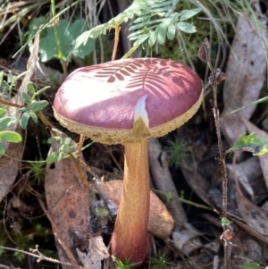 Boletellus obscurecoccineus at Carwoola, NSW - 22 May 2023