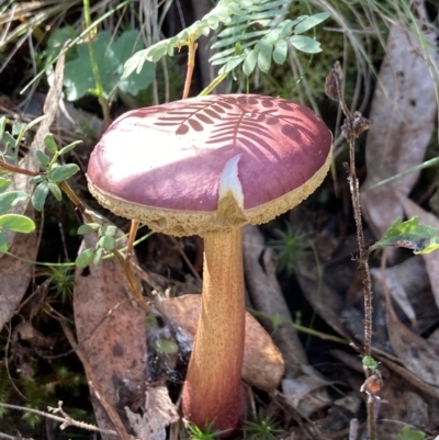 Boletellus obscurecoccineus (Rhubarb Bolete) at Cuumbeun Nature Reserve - 22 May 2023 by AJB