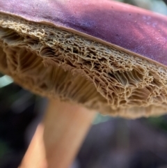 Boletellus obscurecoccineus at Carwoola, NSW - 22 May 2023