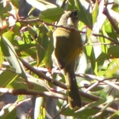 Meliphaga lewinii (Lewin's Honeyeater) at Budderoo, NSW - 24 May 2023 by Curiosity