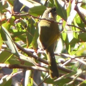 Meliphaga lewinii at Budderoo, NSW - 24 May 2023