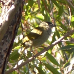 Meliphaga lewinii at Budderoo, NSW - 24 May 2023