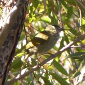 Meliphaga lewinii at Budderoo, NSW - 24 May 2023 12:36 PM