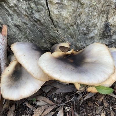 Omphalotus nidiformis (Ghost Fungus) at Bango Nature Reserve - 20 May 2022 by AJB
