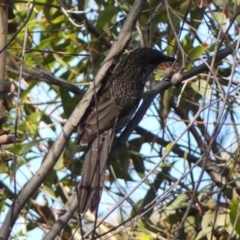 Anthochaera chrysoptera (Little Wattlebird) at Budderoo, NSW - 24 May 2023 by Curiosity