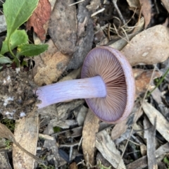 Cortinarius sp. (Cortinarius) at Bango Nature Reserve - 20 May 2022 by AJB