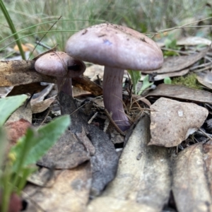 Cortinarius sp. - lilac, blue(ish), purple(ish) at Bango Nature Reserve - 20 May 2022 03:55 PM