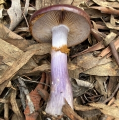 Unidentified Cap on a stem; gills below cap [mushrooms or mushroom-like] at Bango, NSW - 20 May 2022 by AJB