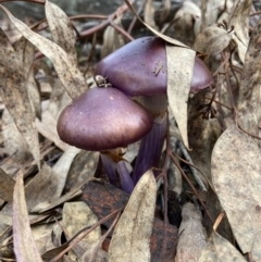 Cortinarius archeri s.l. at Bango, NSW - 20 May 2022