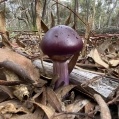 Cortinarius archeri s.l. at Bango, NSW - 20 May 2022 01:53 PM