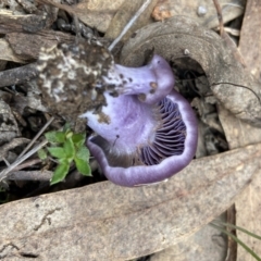 Unidentified Cap on a stem; gills below cap [mushrooms or mushroom-like] at Bango, NSW - 20 May 2022 by AJB