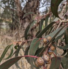 Eucalyptus globulus subsp. bicostata (Southern Blue Gum, Eurabbie) at Lions Youth Haven - Westwood Farm A.C.T. - 27 May 2023 by HelenCross