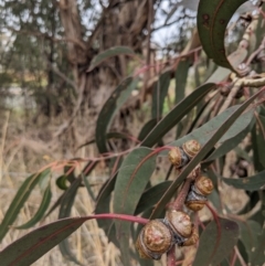 Eucalyptus globulus subsp. bicostata (Southern Blue Gum, Eurabbie) at Lions Youth Haven - Westwood Farm - 27 May 2023 by HelenCross