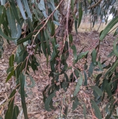 Eucalyptus globulus subsp. bicostata at Kambah, ACT - 27 May 2023 11:01 AM