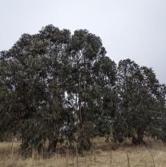 Eucalyptus globulus subsp. bicostata at Kambah, ACT - 27 May 2023