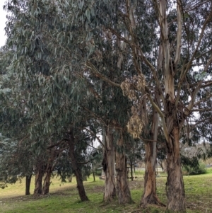 Eucalyptus globulus subsp. bicostata at Kambah, ACT - 27 May 2023