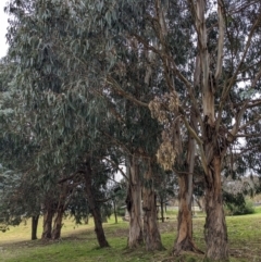 Eucalyptus globulus subsp. bicostata (Southern Blue Gum, Eurabbie) at Western Edge Area - 27 May 2023 by HelenCross