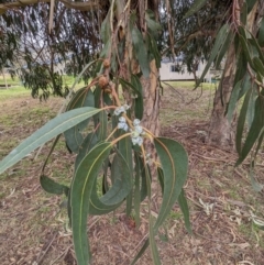 Eucalyptus globulus subsp. bicostata at Lions Youth Haven - Westwood Farm A.C.T. - 27 May 2023 11:23 AM