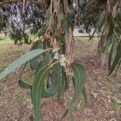Eucalyptus globulus subsp. bicostata at Kambah, ACT - 27 May 2023