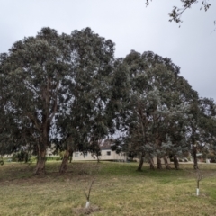 Eucalyptus globulus subsp. bicostata at Lions Youth Haven - Westwood Farm A.C.T. - 27 May 2023