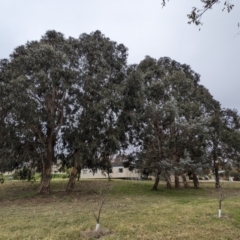 Eucalyptus globulus subsp. bicostata at Lions Youth Haven - Westwood Farm A.C.T. - 27 May 2023 11:23 AM