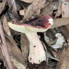 Russula sp. (genus) (Russula) at Bango, NSW - 20 May 2022 by AJB