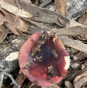 Russula sp. (genus) at Bango, NSW - 20 May 2022 02:06 PM