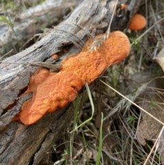 Trametes coccinea (Scarlet Bracket) at Bango, NSW - 20 May 2022 by AJB