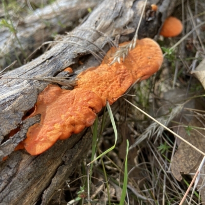 Trametes coccinea (Scarlet Bracket) at Bango Nature Reserve - 20 May 2022 by AJB