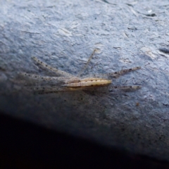 Thasyraea lepida at Florey, ACT - 16 May 2023