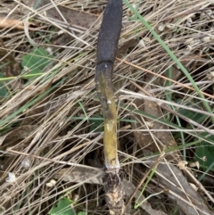 Drechmeria gunnii at Bango, NSW - 20 May 2022