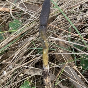 Drechmeria gunnii at Bango, NSW - 20 May 2022