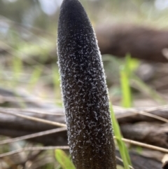 Drechmeria gunnii at Bango, NSW - 20 May 2022