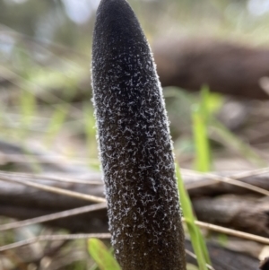 Drechmeria gunnii at Bango, NSW - 20 May 2022