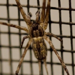 Tamopsis fickerti (Two-tailed spider) at Florey, ACT - 12 May 2023 by KorinneM