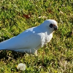 Cacatua sanguinea (Little Corella) at Phillip, ACT - 27 May 2023 by Mike
