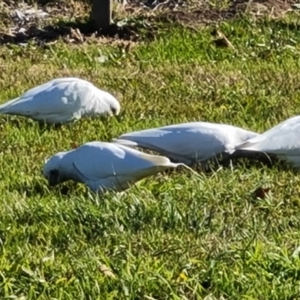 Cacatua sanguinea at Phillip, ACT - 27 May 2023