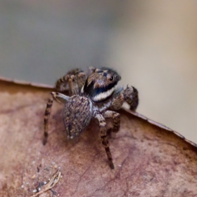 Salticidae (family) (Jumping spider) at Florey, ACT - 13 May 2023 by KorinneM