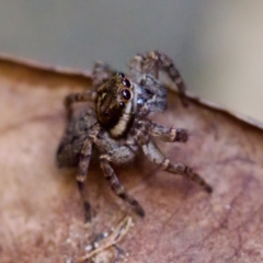 Salticidae (family) at Florey, ACT - 13 May 2023