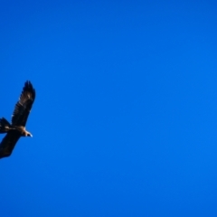 Aquila audax (Wedge-tailed Eagle) at Red Hill Nature Reserve - 27 May 2023 by Valerate