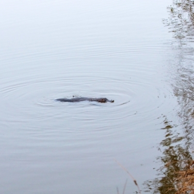 Ornithorhynchus anatinus (Platypus) at Lake Burley Griffin Central/East - 26 May 2023 by IanH