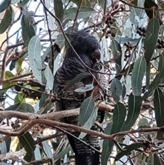 Callocephalon fimbriatum (Gang-gang Cockatoo) at Kambah, ACT - 27 May 2023 by rhubarb89