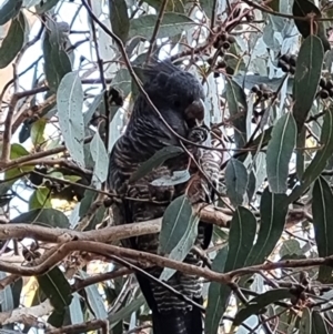 Callocephalon fimbriatum at Kambah, ACT - suppressed