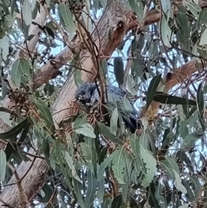 Callocephalon fimbriatum at Kambah, ACT - suppressed