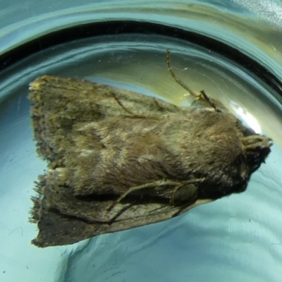 Diarsia intermixta (Chevron Cutworm, Orange Peel Moth.) at Boro, NSW - 27 May 2023 by Paul4K